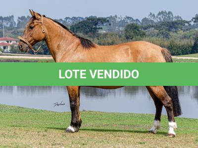 LOTE 005 - SAFIRA DA RIO BONITO