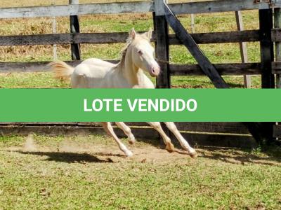 LOTE 004 - LADY SHINNING CHEX
