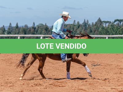 LOTE 018 - CD COBALT WHIZ