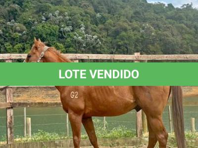LOTE 009 - KING ZANA G2