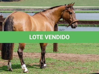 LOTE 005 - SAFIRA DA RIO BONITO