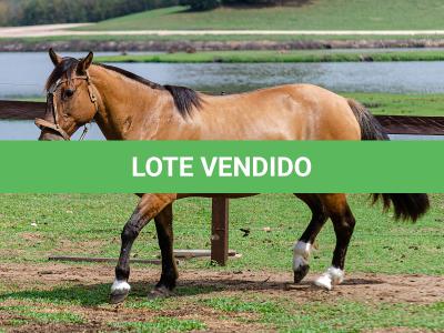 LOTE 005 - SAFIRA DA RIO BONITO