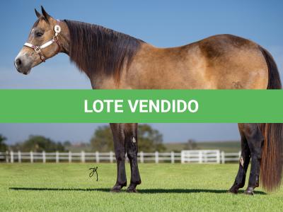 LOTE 001 - UNFORGETTABLE DUNIT