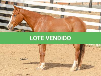 LOTE 015 - DINA ROOSTERS GUN