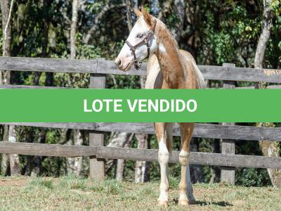 LOTE 014 - BLUE EYES FACE GUN