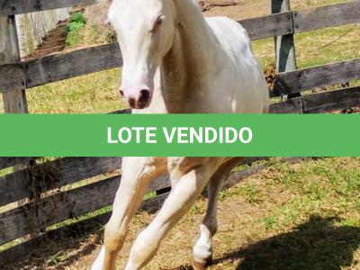 LOTE 004 - LADY SHINNING CHEX