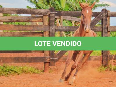 LOTE 018 - MOON OAK IN BLUE