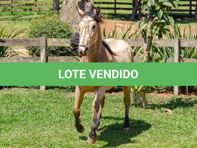 LOTE 008 - BARRO PRETO CALIFÓRNIA