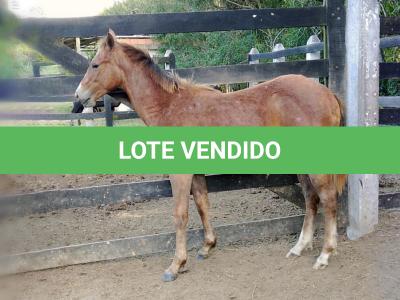 LOTE 005 - LORD DUAL PISTOL MG2