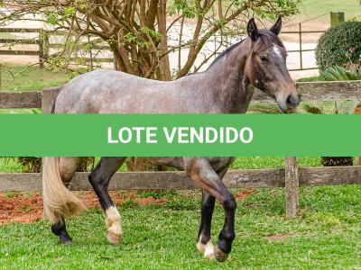 LOTE 006 - ROSA NEGRA DE SANTA CARMELITA