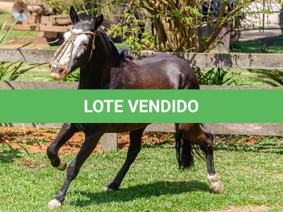 LOTE 012 - UTRILLO DO RINCÃO  DAS HORTÊNCIAS