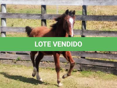 LOTE 003 - HILIGHT GOTTA GUN
