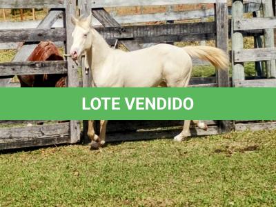 LOTE 004 - LADY SHINNING CHEX
