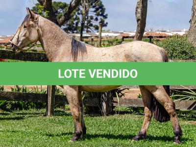 LOTE 008 - BARRO PRETO CALIFÓRNIA