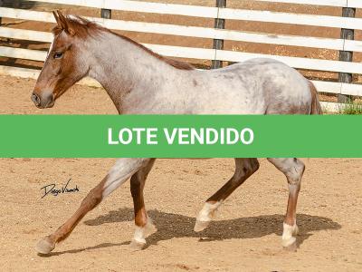LOTE 017 - TIME WHIZ HOLLY CAT