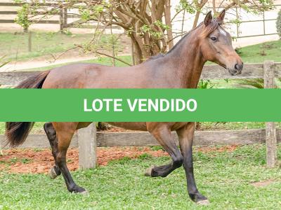 LOTE 003 - DEBOCHADA DO ESTOURO DE TROPA