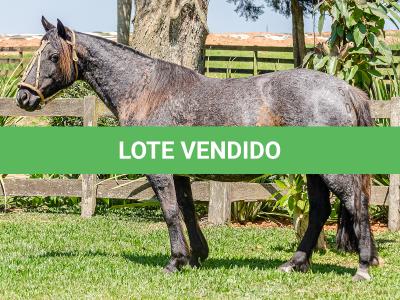 LOTE 010 - CAMPERA DA MARCA ANTIGA