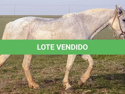 LOTE 009 - DANÇARINA DA ARKAFLA
