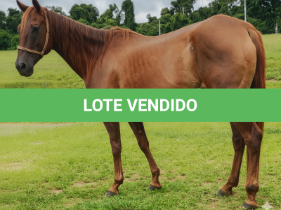 LOTE 016 - GAIA LITTLE DOC (3x1 • P+ HILIGHT GUN)