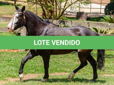 LOTE 012 - UTRILLO DO RINCÃO  DAS HORTÊNCIAS