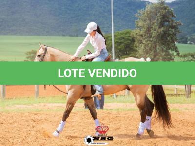 LOTE 008 - PLAYBOY SADIES JIBF