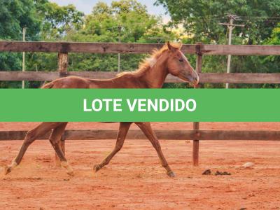 LOTE 018 - MOON OAK IN BLUE