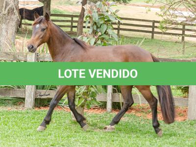 LOTE 003 - DEBOCHADA DO ESTOURO DE TROPA