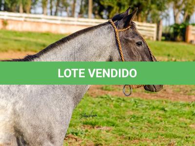 LOTE 011 - BOTECO DO RIO DA ONÇA
