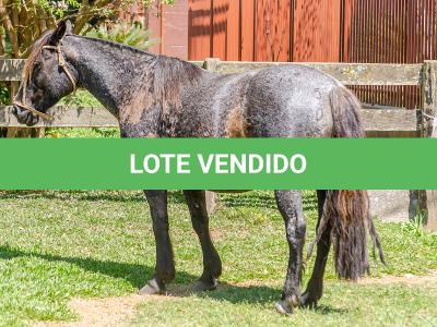 LOTE 010 - CAMPERA DA MARCA ANTIGA