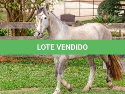 LOTE 004 - TACA CRIOLLA BIEN MANDADA