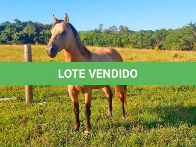 LOTE 012 - GOLD GO HUSH DUN IT