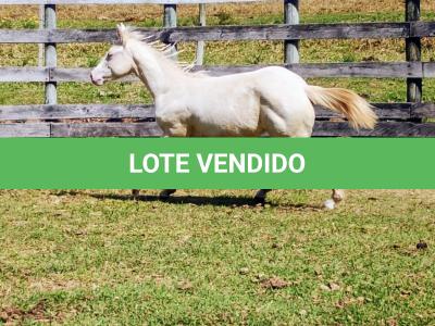 LOTE 004 - LADY SHINNING CHEX