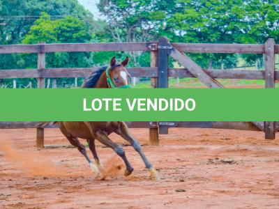LOTE 014 - HILIGHT GOTTA GUN