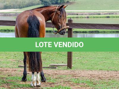 LOTE 002 - LABAREDA DA FLORÊNCIA
