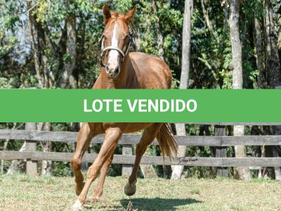 LOTE 016 - CD BEAVERZITA