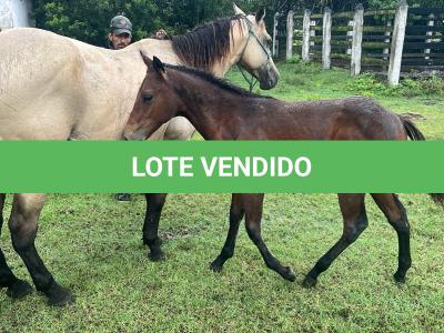 LOTE 019 - NOME A ESCOLHER (POCO MELODYS MG2)