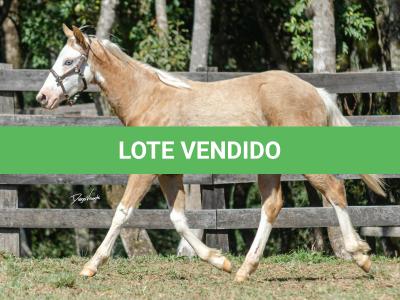 LOTE 014 - BLUE EYES FACE GUN