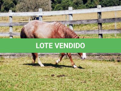 LOTE 006 - REYCIS GUNNER WHIZ