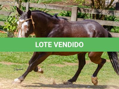 LOTE 012 - UTRILLO DO RINCÃO  DAS HORTÊNCIAS