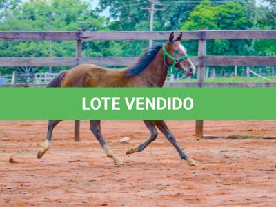 LOTE 014 - HILIGHT GOTTA GUN
