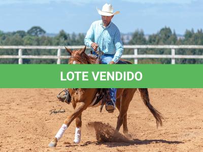 LOTE 018 - CD COBALT WHIZ