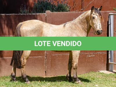 LOTE 008 - BARRO PRETO CALIFÓRNIA