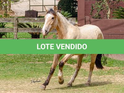 LOTE 007 - BARRO PRETO CATALUNHA
