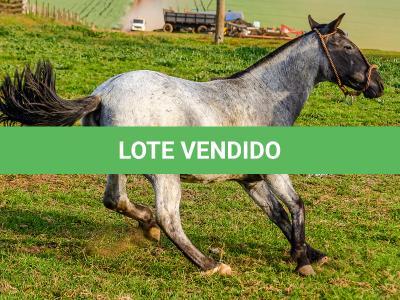 LOTE 011 - BOTECO DO RIO DA ONÇA