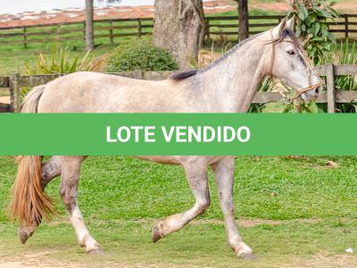 LOTE 004 - TACA CRIOLLA BIEN MANDADA