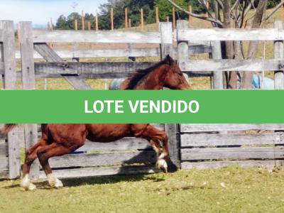 LOTE 003 - HILIGHT GOTTA GUN