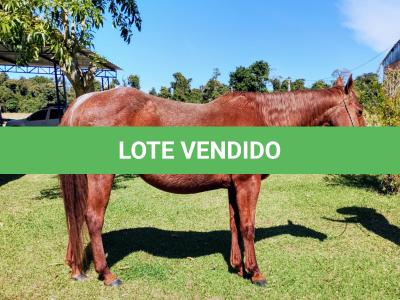 LOTE 011 - REYCIS CHOICE