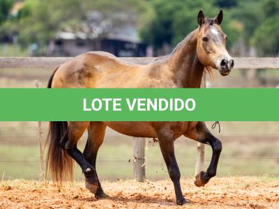 LOTE 001 - UNFORGETTABLE DUNIT