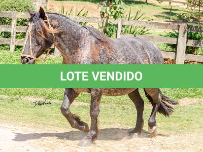 LOTE 010 - CAMPERA DA MARCA ANTIGA