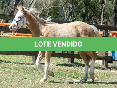LOTE 014 - BLUE EYES FACE GUN